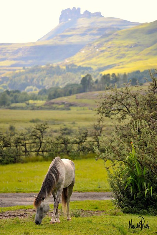 Horses Drakensberg